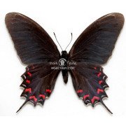 MIMOIDES THYMBRAEUS ACONOPHOS